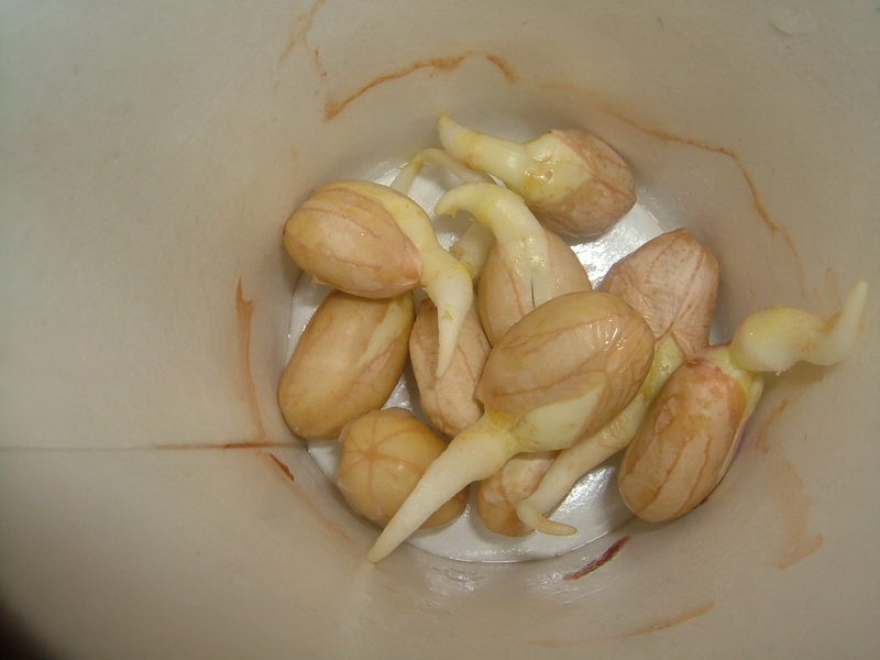 发芽的花生米可以食用吗?
